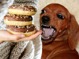 Conocer esta información no solo previene visitas de urgencia, sino que literalmente puede salvar la vida de tu mejor amigo de cuatro patas. ESPECIAL / CANVA