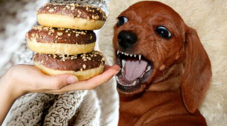 Conocer esta información no solo previene visitas de urgencia, sino que literalmente puede salvar la vida de tu mejor amigo de cuatro patas. ESPECIAL / CANVA