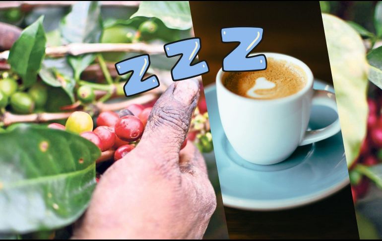 ¿Cómo es posible que el estimulante más famoso del mundo te envíe directo a la cama en lugar de mantenerte alerta? Aquí una breve explicación. SUN / ARCHIVO / UNSPLASH / J. Yap