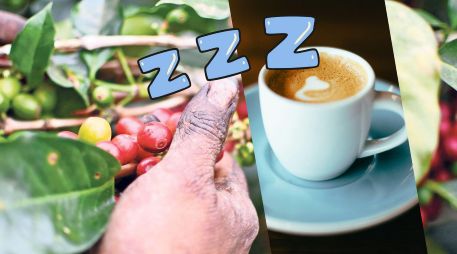 ¿Cómo es posible que el estimulante más famoso del mundo te envíe directo a la cama en lugar de mantenerte alerta? Aquí una breve explicación. SUN / ARCHIVO / UNSPLASH / J. Yap