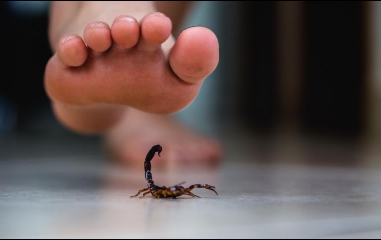 El aumento de temperatura ya se siente en Guadalajara y, con él, también crecen los incidentes por fauna ponzoñosa. ESPECIAL / CANVA