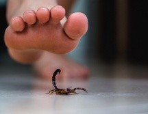 El aumento de temperatura ya se siente en Guadalajara y, con él, también crecen los incidentes por fauna ponzoñosa. ESPECIAL / CANVA