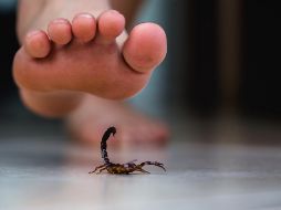 El aumento de temperatura ya se siente en Guadalajara y, con él, también crecen los incidentes por fauna ponzoñosa. ESPECIAL / CANVA