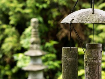 Además de reducir el estrés y purificar el aire, algunas plantas atraen el dinero y la buena suerte. ESPECIAL/PEXELS