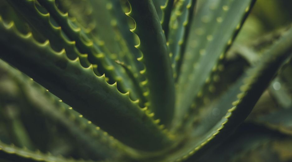 El consumo de la sábila en forma de agua o jugo ha ganado popularidad por ser un complemento para la alimentación saludable. ESPECIAL/PIXABAY