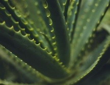 El consumo de la sábila en forma de agua o jugo ha ganado popularidad por ser un complemento para la alimentación saludable. ESPECIAL/PIXABAY