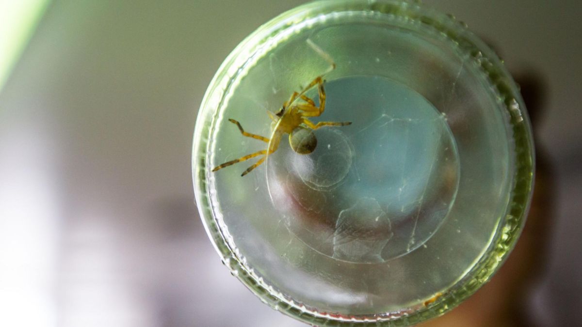 Araña Violinista: ¡Protege Tu Hogar Con Remedios Caseros!