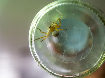 Las picaduras de la araña violinista son un auténtico riesgo para los mexicanos, pero afortunadamente es fácil mantener a este arácnido lejos. EL INFORMADOR/ARCHIVO