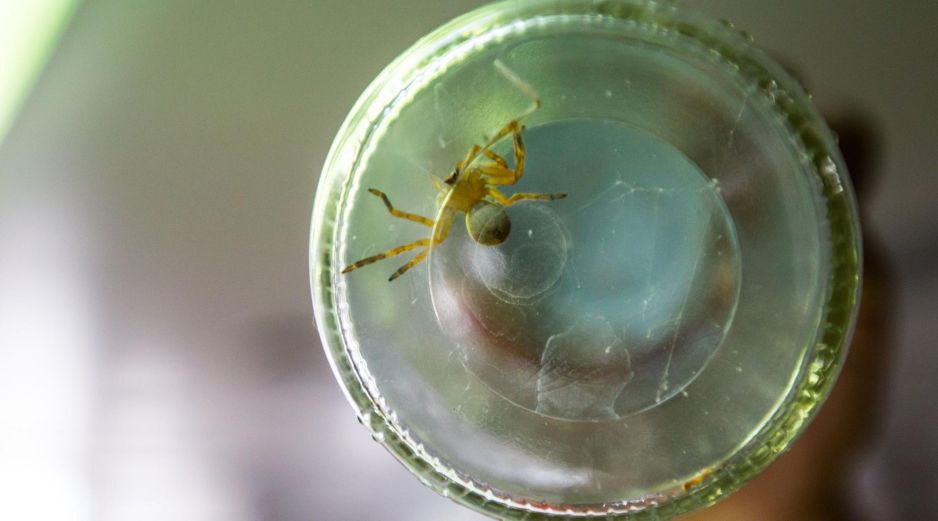 Las picaduras de la araña violinista son un auténtico riesgo para los mexicanos, pero afortunadamente es fácil mantener a este arácnido lejos. EL INFORMADOR/ARCHIVO