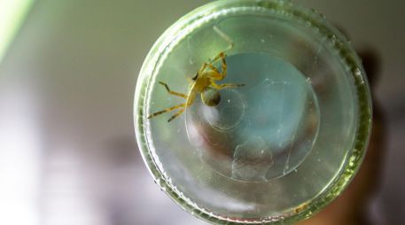 Las picaduras de la araña violinista son un auténtico riesgo para los mexicanos, pero afortunadamente es fácil mantener a este arácnido lejos. EL INFORMADOR/ARCHIVO