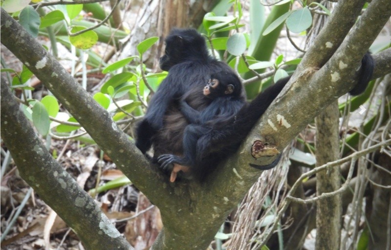 &nbsp;&nbsp;ESPECIAL / Conanp