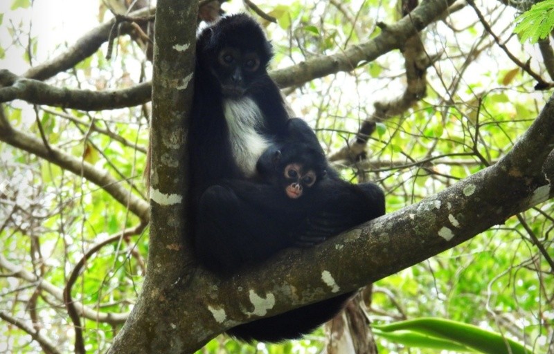 &nbsp;ESPECIAL / Conanp