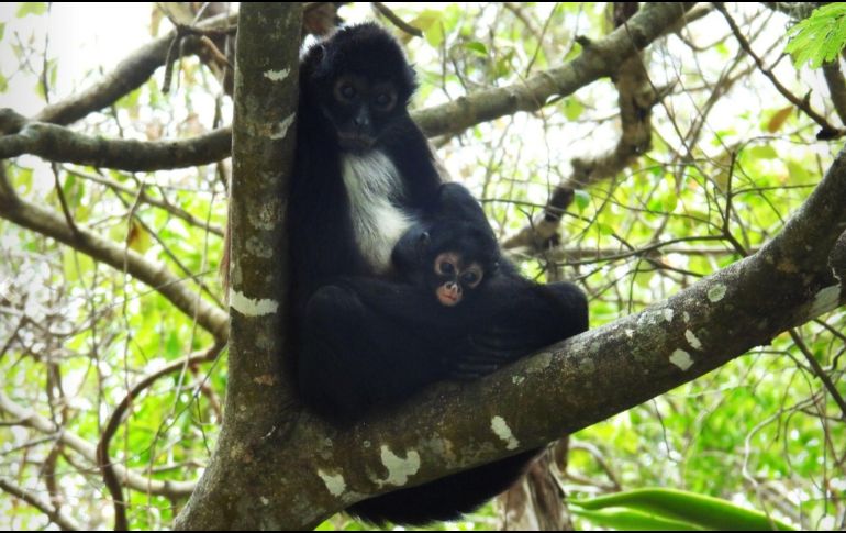 En México, el mono araña se encuentra en peligro de Extinción de acuerdo con la NOM-059-SEMARNAT-201. ESPECIAL / Conanp