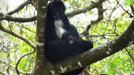 En México, el mono araña se encuentra en peligro de Extinción de acuerdo con la NOM-059-SEMARNAT-201. ESPECIAL / Conanp