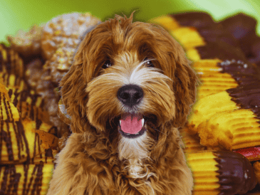 El chocolate se posiciona como el enemigo público número uno de los perros debido a la teobromina, un compuesto alcaloide que los caninos metabolizan con extrema lentitud. ESPECIAL / CANVA