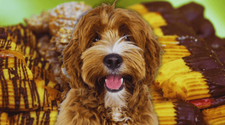 El chocolate se posiciona como el enemigo público número uno de los perros debido a la teobromina, un compuesto alcaloide que los caninos metabolizan con extrema lentitud. ESPECIAL / CANVA