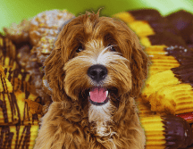 El chocolate se posiciona como el enemigo público número uno de los perros debido a la teobromina, un compuesto alcaloide que los caninos metabolizan con extrema lentitud. ESPECIAL / CANVA