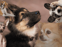 Muchos perros mestizos en refugios tienen temperamentos nobles y amorosos, ideales para familias. A veces, el mejor compañero no está en una raza famosa, sino esperando una segunda oportunidad. CANVA