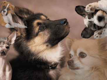 Muchos perros mestizos en refugios tienen temperamentos nobles y amorosos, ideales para familias. A veces, el mejor compañero no está en una raza famosa, sino esperando una segunda oportunidad. CANVA