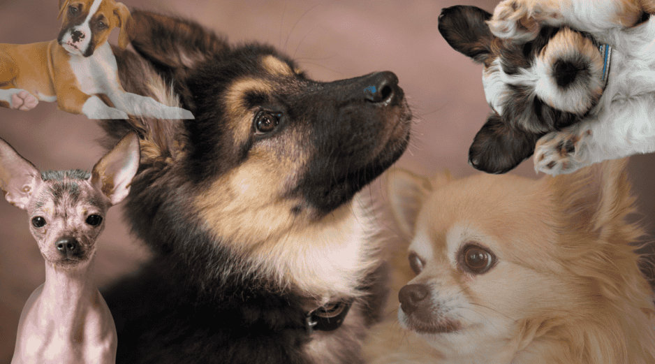 Muchos perros mestizos en refugios tienen temperamentos nobles y amorosos, ideales para familias. A veces, el mejor compañero no está en una raza famosa, sino esperando una segunda oportunidad. CANVA