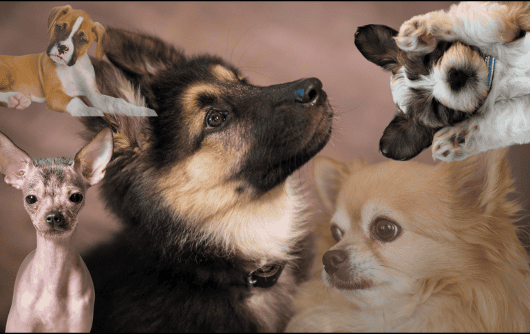 Muchos perros mestizos en refugios tienen temperamentos nobles y amorosos, ideales para familias. A veces, el mejor compañero no está en una raza famosa, sino esperando una segunda oportunidad. CANVA