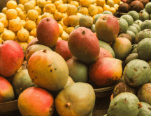 Los productores confirmaron que a la fecha acumulan casi 100 lotes del fruto con larvas. CANVA