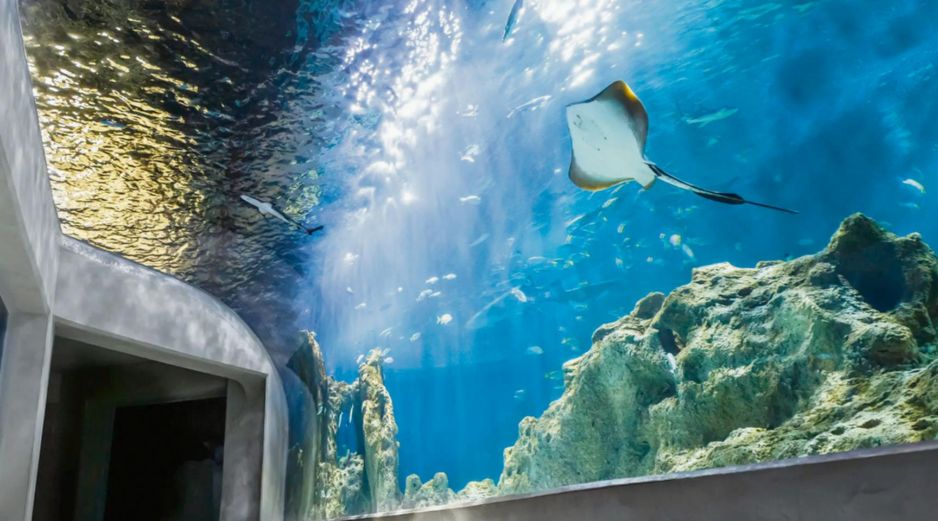 Acuario Michin, este centro de conservación y aprendizaje ambiental alberga más de 300 especies y nueve mil ejemplares, incluyendo tiburones, rayas, cocodrilos y corales; sus pabellones temáticos harán de esta visita una experiencia inigualable. ESPECIAL