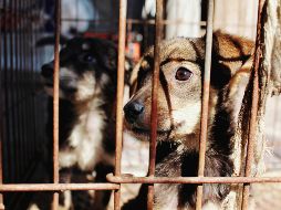 Esta ley tiene por objetivo el fortalecer la protección de los animales y el fomentar la tutela responsable. Unsplash