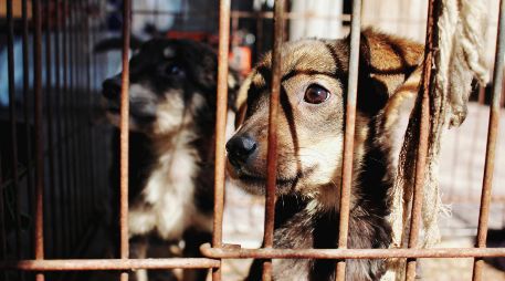 Esta ley tiene por objetivo el fortalecer la protección de los animales y el fomentar la tutela responsable. Unsplash