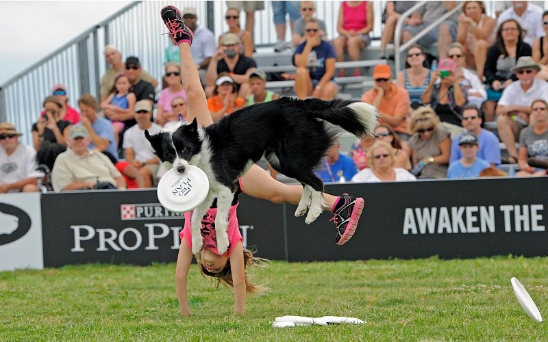 Un perro de la raza border collie, en una exhibición. AP / ARCHIVO