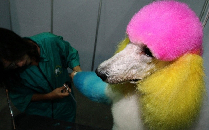Un perro de la raza poodle, en una revisión veterinaria. EFE / ARCHIVO