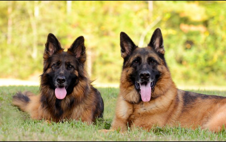El pastor alemán ocupa el tercer puesto. Su lealtad y valentía lo han hecho el compañero ideal para fuerzas policiales y equipos de rescate en todo el mundo. ESPECIAL / CANVA