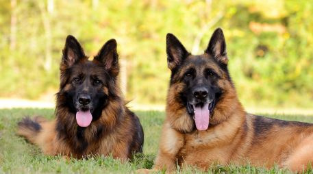 El pastor alemán ocupa el tercer puesto. Su lealtad y valentía lo han hecho el compañero ideal para fuerzas policiales y equipos de rescate en todo el mundo. ESPECIAL / CANVA