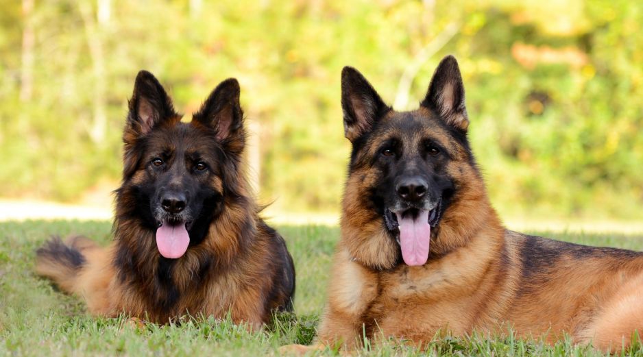 El pastor alemán ocupa el tercer puesto. Su lealtad y valentía lo han hecho el compañero ideal para fuerzas policiales y equipos de rescate en todo el mundo. ESPECIAL / CANVA