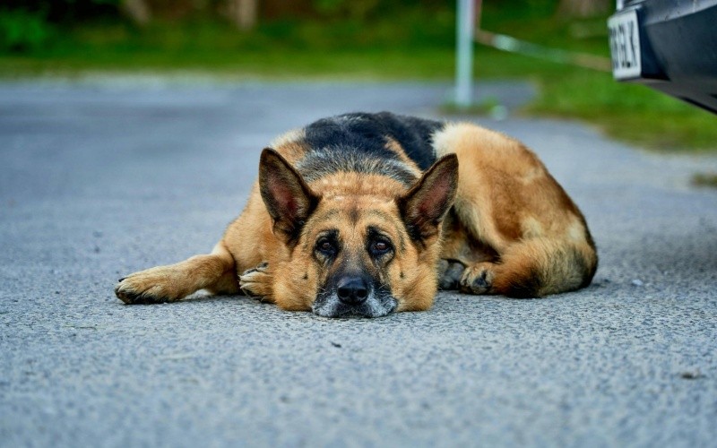 El pastor alemán aparece en el tercer puesto de las razas más inteligentes. ESPECIAL / CANVA