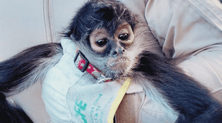 Con apoyo de personal de Bomberos Guadalajara, los oficiales lograron asegurar al animal y trasladarlo a la Unidad de Acopio y Salud Animal Municipal. ESPECIAL / POLICÍA DE GUADALAJARA