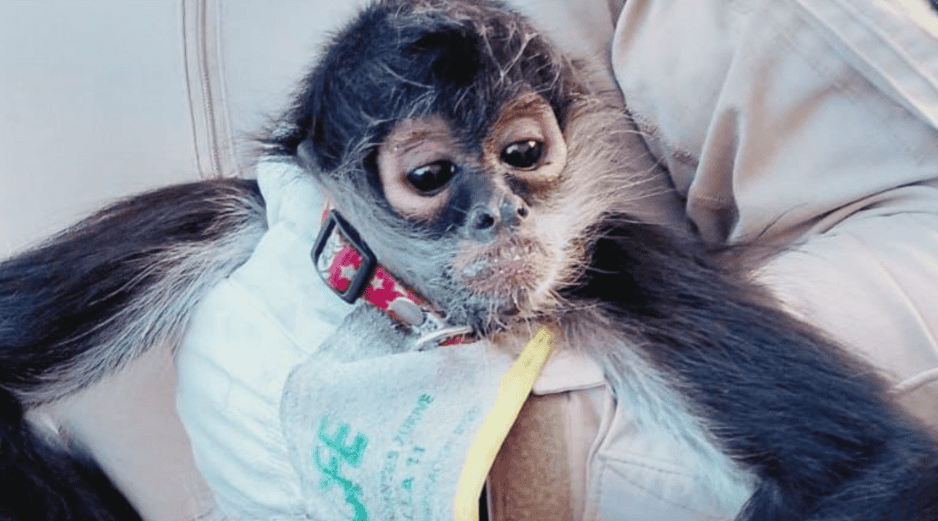 Con apoyo de personal de Bomberos Guadalajara, los oficiales lograron asegurar al animal y trasladarlo a la Unidad de Acopio y Salud Animal Municipal. ESPECIAL / POLICÍA DE GUADALAJARA