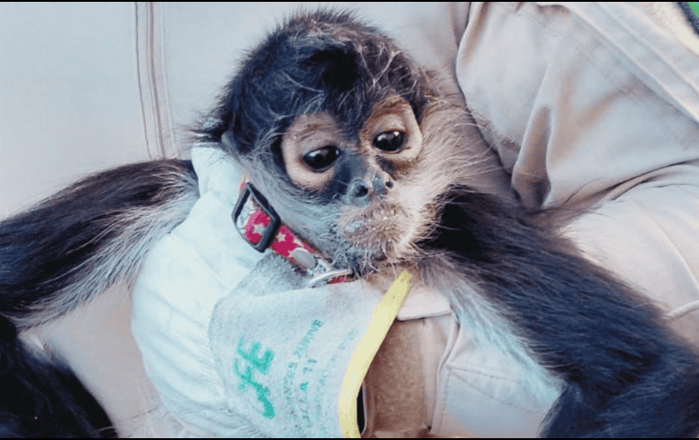 Con apoyo de personal de Bomberos Guadalajara, los oficiales lograron asegurar al animal y trasladarlo a la Unidad de Acopio y Salud Animal Municipal. ESPECIAL / POLICÍA DE GUADALAJARA