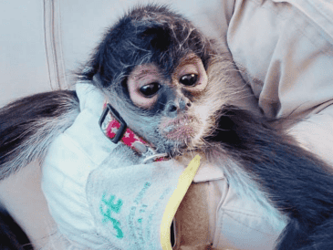 Con apoyo de personal de Bomberos Guadalajara, los oficiales lograron asegurar al animal y trasladarlo a la Unidad de Acopio y Salud Animal Municipal. ESPECIAL