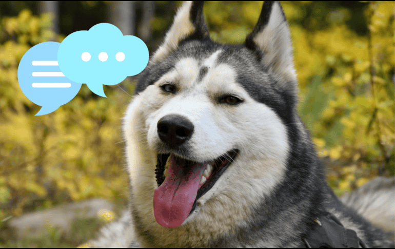 El vocabulario de las mascotas puede variar entre perros y gatos. UNSPLASH / M. BYERS