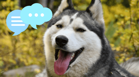 El vocabulario de las mascotas puede variar entre perros y gatos. UNSPLASH / M. BYERS