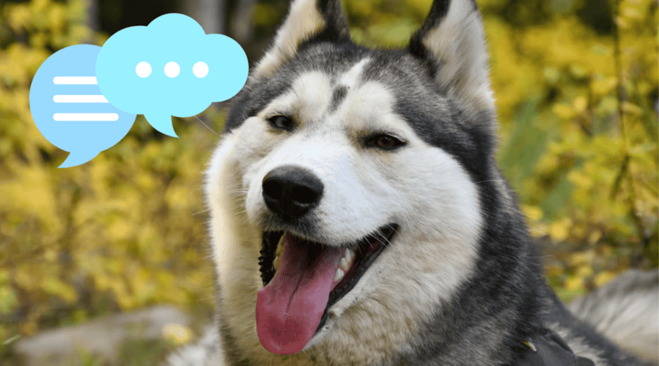 El vocabulario de las mascotas puede variar entre perros y gatos. UNSPLASH / M. BYERS