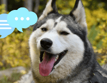 El vocabulario de las mascotas puede variar entre perros y gatos. UNSPLASH / M. BYERS