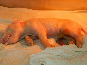 Los especímenes clonados se mantendrán en dos laboratorios pioneros en la producción clínica de cerdos en Latinoamérica. EFE/DOCME