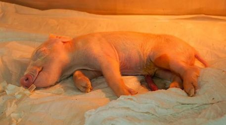 Los especímenes clonados se mantendrán en dos laboratorios pioneros en la producción clínica de cerdos en Latinoamérica. EFE/DOCME