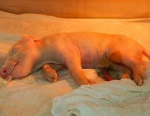 Los especímenes clonados se mantendrán en dos laboratorios pioneros en la producción clínica de cerdos en Latinoamérica. EFE/DOCME