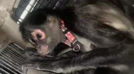 Rescatan a mono araña tras sufrir descarga eléctrica en la colonia Benito Juárez