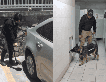 Personal del grupo antiexplosivos Tedax de la Secretaría de Seguridad del Estado acudió con binomios caninos para realizar la inspección del edificio. ESPECIAL