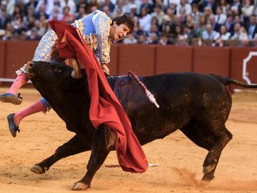 Andrés Roca Rey fue alcanzado al entrar a matar al quinto toro de la tarde, un ejemplar marcado con el hierro de Toros de Cortés. EFE/R. Caro