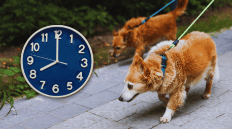 Para garantizar la absoluta seguridad de tu mascota, los paseos matutinos deben realizarse estrictamente antes de las 09:00 horas. ESPECIAL / CANVA